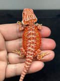 RM779, male, hypo, 50% Red Monster bearded dragon for sale