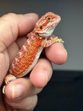 RM779, male, hypo, 50% Red Monster bearded dragon for sale