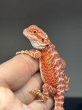 RM779, male, hypo, 50% Red Monster bearded dragon for sale