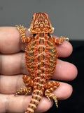 RM780, female, possible het hypo, 50% Red Monster bearded dragon for sale