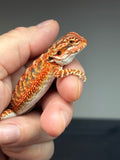 RM780, female, possible het hypo, 50% Red Monster bearded dragon for sale