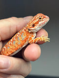 RM781, female, hypo, blue bar, 50% Red Monster bearded dragon for sale