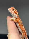 RM781, female, hypo, blue bar, 50% Red Monster bearded dragon for sale