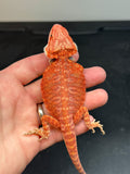 RM425 female, 50%  Red Monster, hypo, leatherback