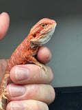 RM425 female, 50%  Red Monster, hypo, leatherback