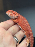 RM425 female, 50%  Red Monster, hypo, leatherback