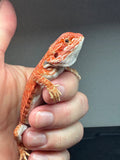 RM425 female, 50%  Red Monster, hypo, leatherback