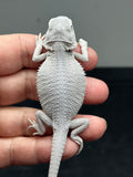#1421, female, hypo, possible het wits/trans, Zero Bearded Dragon for sale