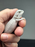 #1421, female, hypo, possible het wits/trans, Zero Bearded Dragon for sale