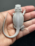 #1421, female, hypo, possible het wits/trans, Zero Bearded Dragon for sale