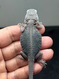#1422, female, hypo, trans, possible het wits, Zero Bearded Dragon for sale