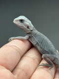 #1422, female, hypo, trans, possible het wits, Zero Bearded Dragon for sale