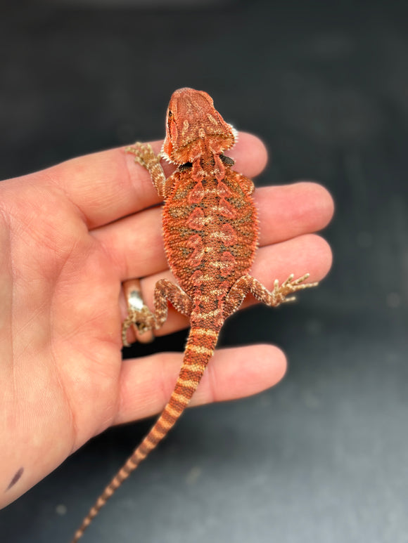 RM430 male, 50% red monster, het hypo