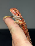 RM782, female, possible het hypo, 50% RedMonster bearded dragon for sale