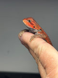 RM783, Male, trans, 75% Red Monster bearded dragon for sale