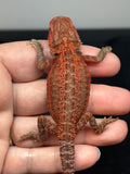 RM783, Male, trans, 75% Red Monster bearded dragon for sale