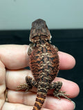 RM784. Male, possible het trans, 75%  Red Monster bearded dragon for sale