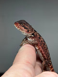 RM784. Male, possible het trans, 75%  Red Monster bearded dragon for sale