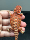 RM785, possible het trans, 75% Red Monster bearded dragon for sale