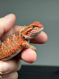 RM785, possible het trans, 75% Red Monster bearded dragon for sale