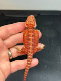 RM432 female, 50% Red Monster, het hypo