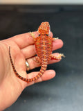 RM432 female, 50% Red Monster, het hypo