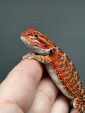 RM785, possible het trans, 75% Red Monster bearded dragon for sale