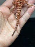 RM785, possible het trans, 75% Red Monster bearded dragon for sale