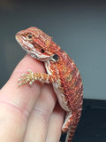 RM432 female, 50% Red Monster, het hypo