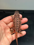 RM433 female, 100% red monster, het hypo, leatherback