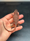 RM433 female, 100% red monster, het hypo, leatherback