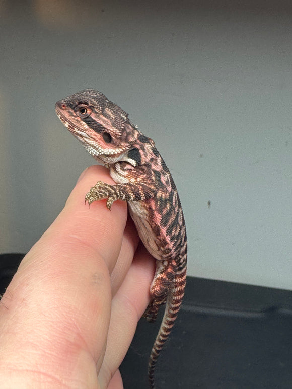 RM433 female, 100% red monster, het hypo, leatherback