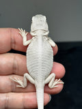 Zero Bearded Dragon for sale, white bearded dragon for sale, hypo zero