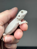 Zero Bearded Dragon for sale, white bearded dragon for sale, hypo zero
