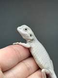 Zero Bearded Dragon for sale, white bearded dragon for sale, hypo zero