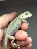 #1424, Female hypo, trans, possible het zero, Witblits Bearded dragon for sale