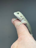 #1424, Female hypo, trans, possible het zero, Witblits Bearded dragon for sale