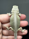#1424, Female hypo, trans, possible het zero, Witblits Bearded dragon for sale