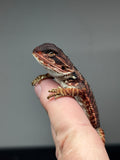 RM786, female, 75% Red Monster bearded dragon for sale