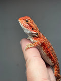 RM787, male, possible het trans, 75% Red Monster bearded dragon for sale
