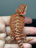 RM788, female, possible het trans, 75% Red Monster bearded dragon for sale