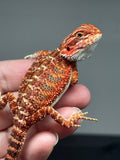 RM788, female, possible het trans, 75% Red Monster bearded dragon for sale