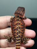 RM789, male, possible het hypo, 75% Red Monster bearded dragon for sale