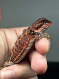 RM789, male, possible het hypo, 75% Red Monster bearded dragon for sale