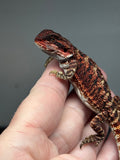 RM789, male, possible het hypo, 75% Red Monster bearded dragon for sale