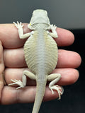 #1425, female, hypo, leatherback, possible het trans, possible het zero, Witblits Bearded dragon for sale