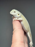 #1425, female, hypo, leatherback, possible het trans, possible het zero, Witblits Bearded dragon for sale