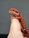 RM790, female, leatherback, possible het albino, possible het hypo, 50% Red Monster bearded dragon for sale