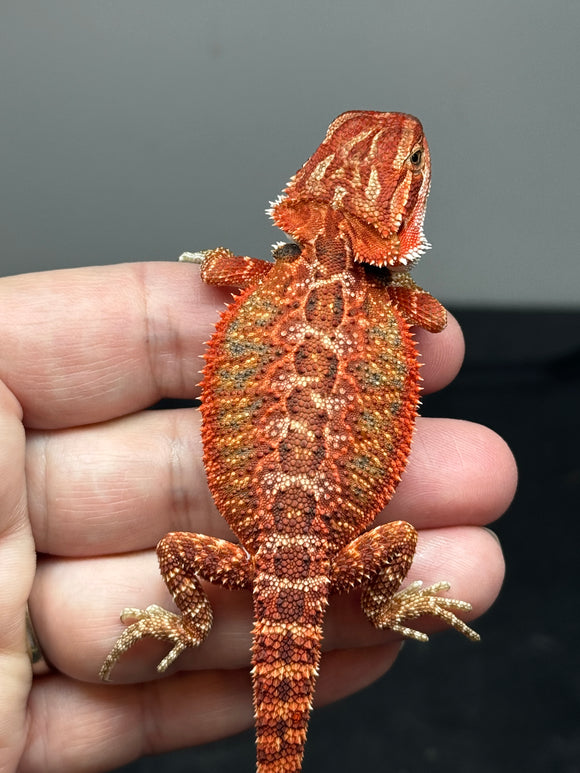 RM791, female, possible het trans, 75% Red Monster bearded dragon