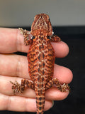 RM792, male, leatherback, possible het trans, 75% Red Monster bearded dragon for sale